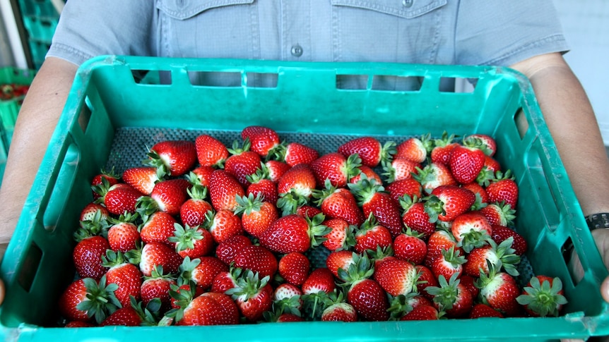 A person holds a large crate of ripe red strawberries.