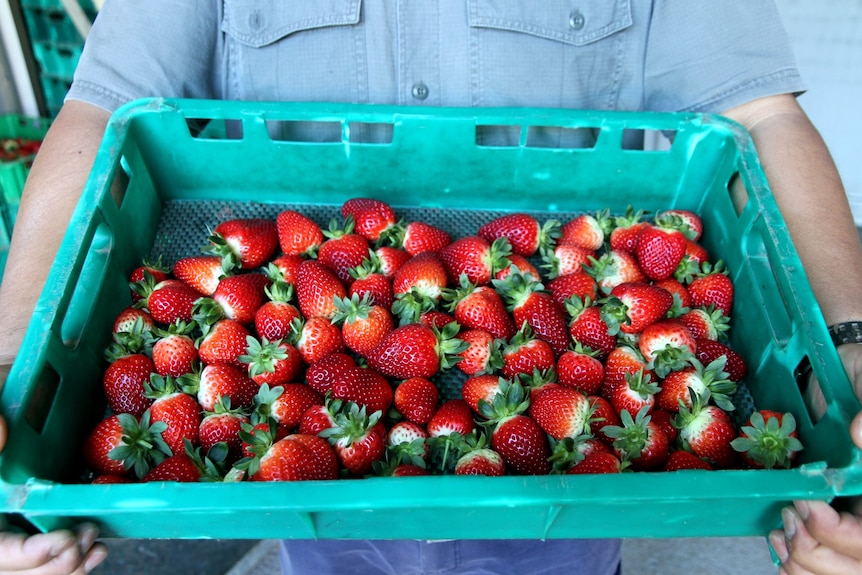 A tray of freshly picked, bright red strawberries being carried by a blue-shirted farm worker