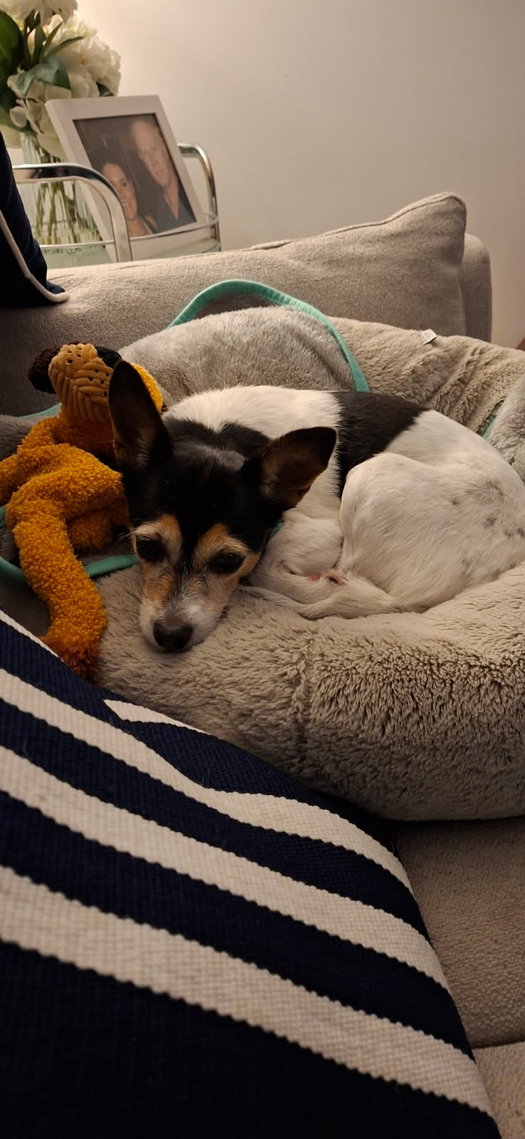 A small black, white and tan dog cuddled in a fluffy dog bed. 