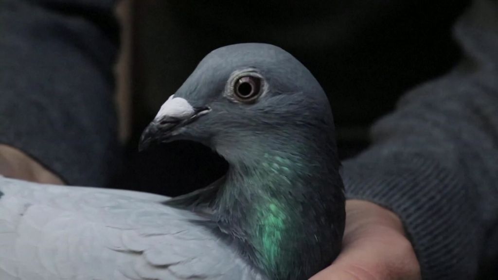 New Kim: The World's Most Expensive Pigeon - ABC News