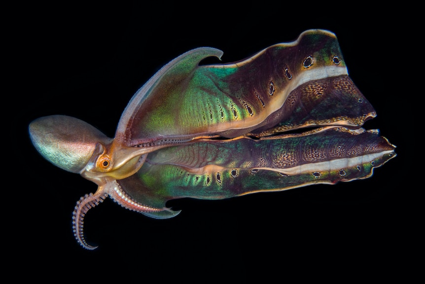 A blanket octopus shows off its beautiful patterns and colours, in the Philippines
