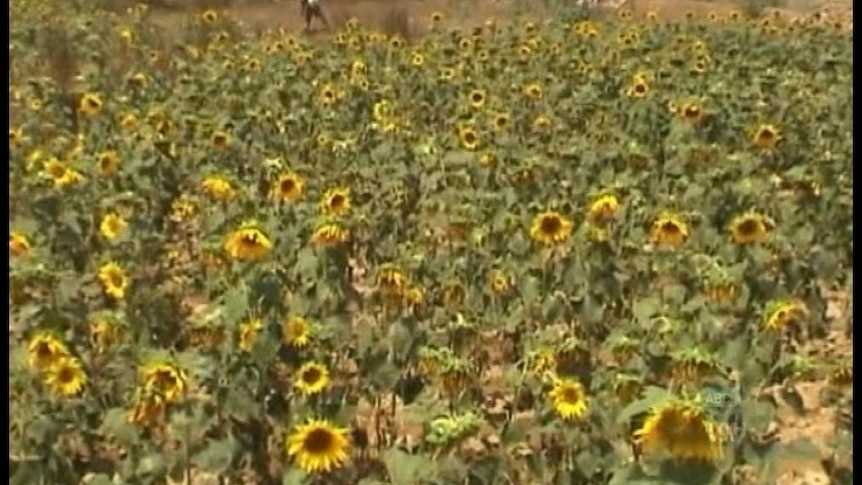 Landcare has students growing sunflowers