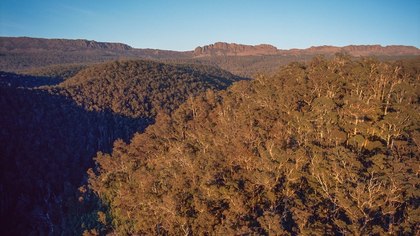 Hills covered in native forest, with a rocky outcrop and blue sky in the distance