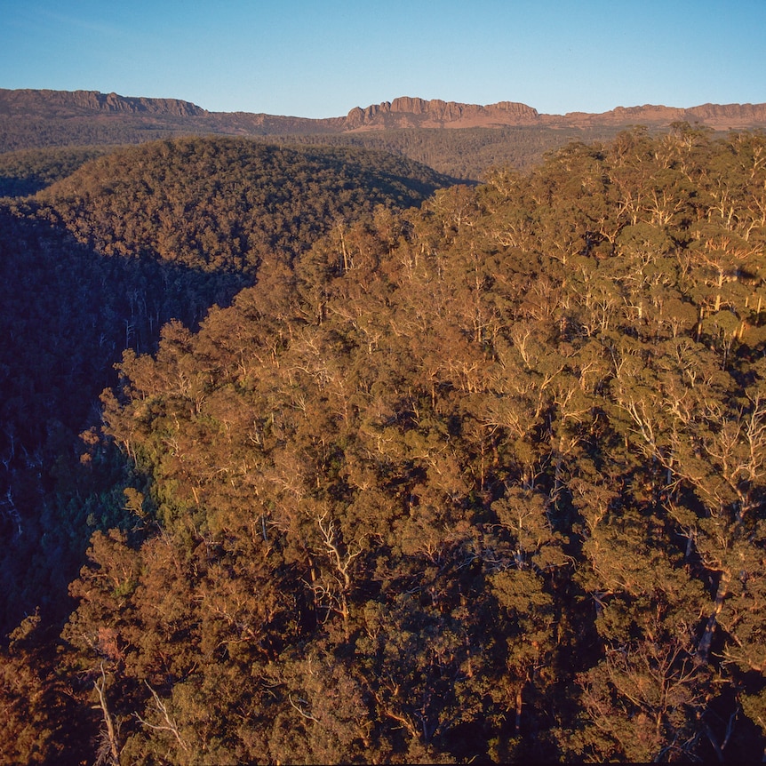 Hills covered in native forest, with a rocky outcrop and blue sky in the distance