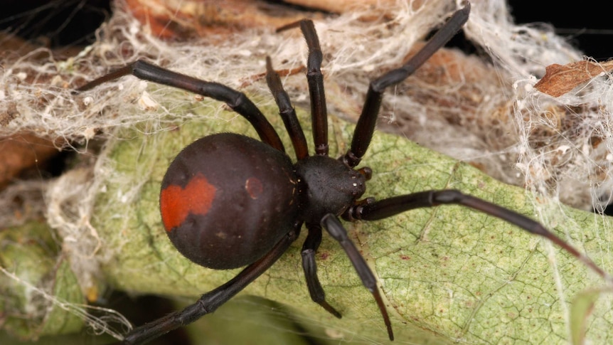 A redback spider sits on a branch amongst its web.