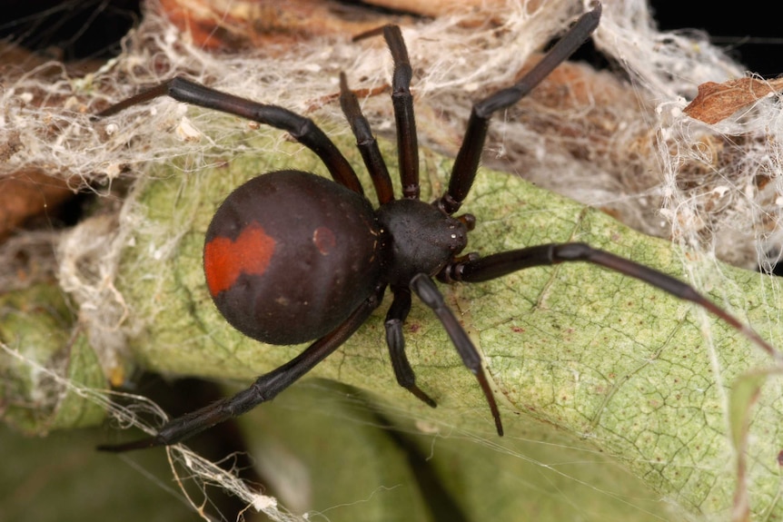 A red spider sits on a branch in the middle of its web.