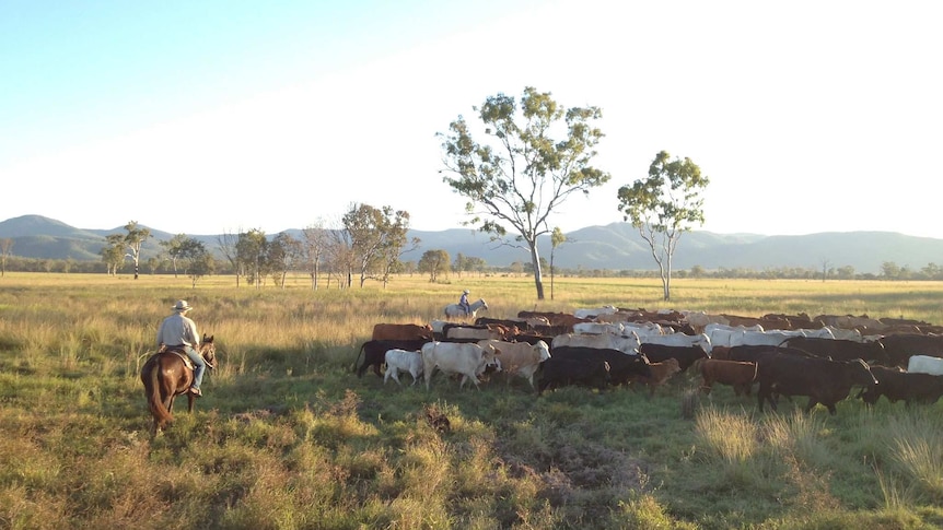 Cattle are being mustered across an open paddock by two people on horseback