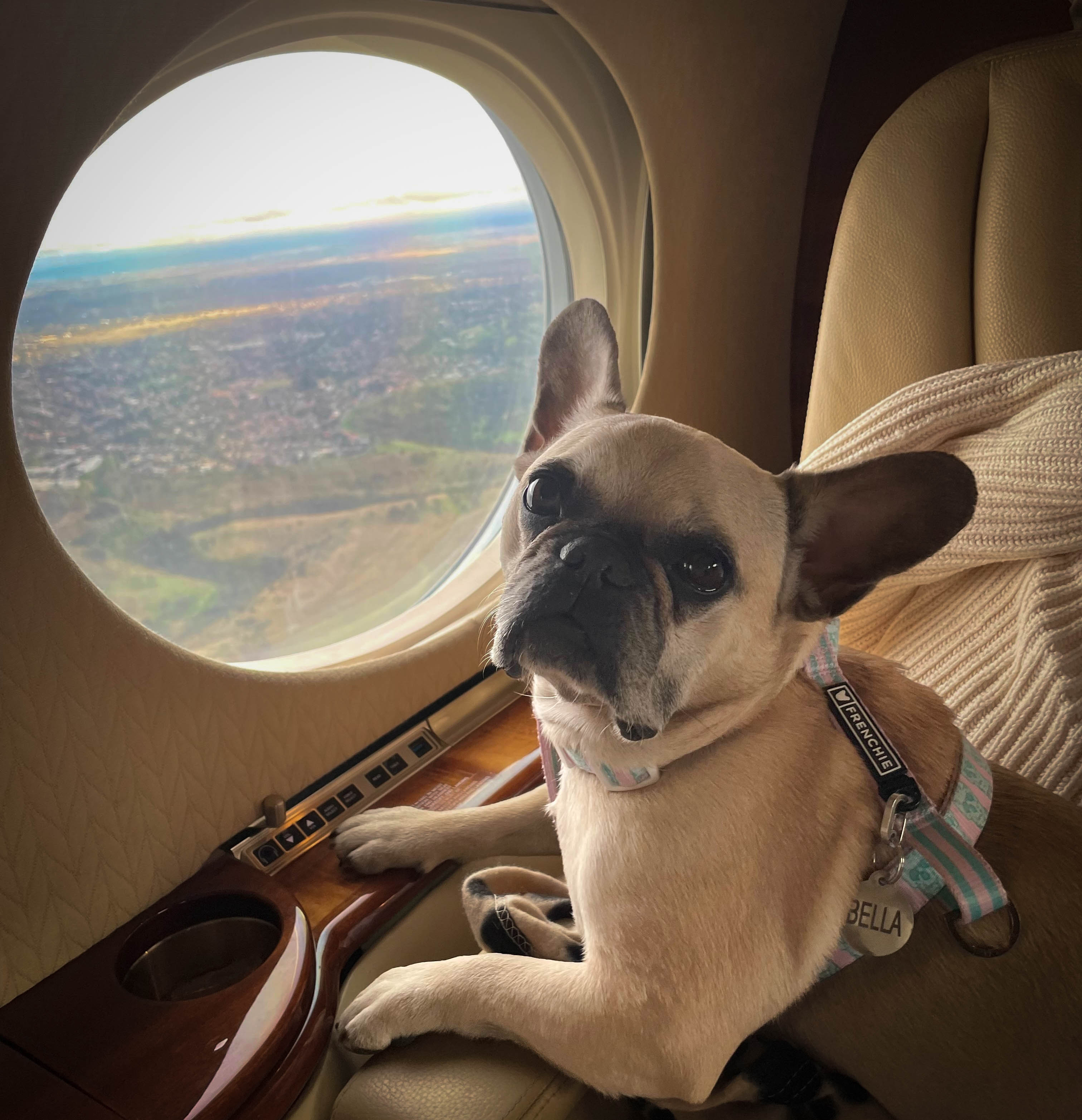 Fawn coloured French Bulldog sitting on an airplane seat next to the window.