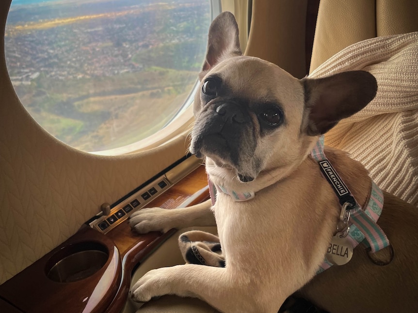 Fawn coloured French Bulldog sitting on an airplane seat next to the window.