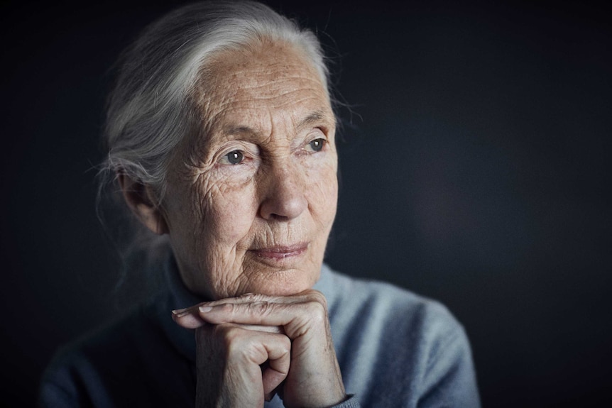 Jane Goodall portrait