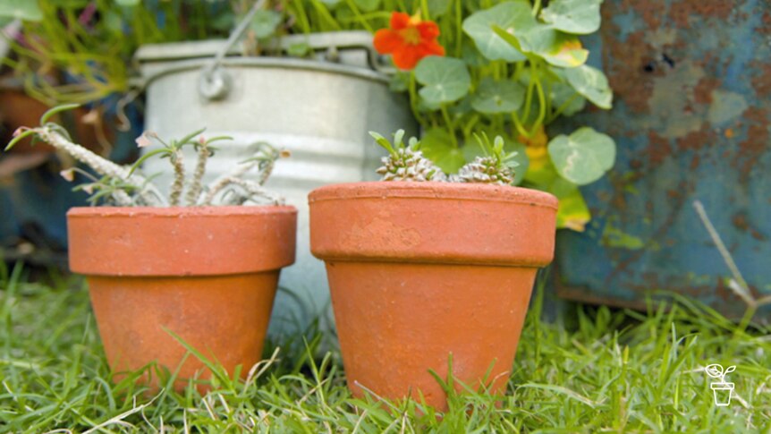 2 terracotta pots sitting on a lawn