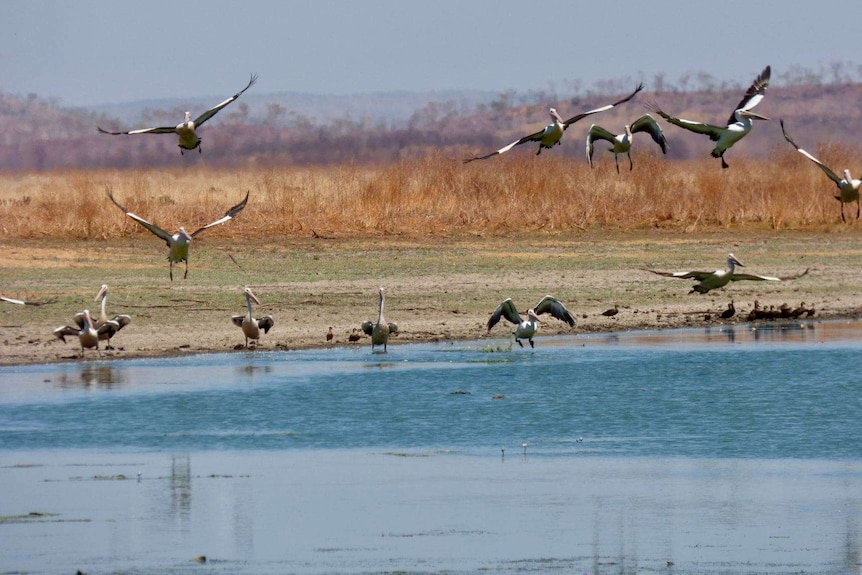 Remote billabong with pelicans flying above