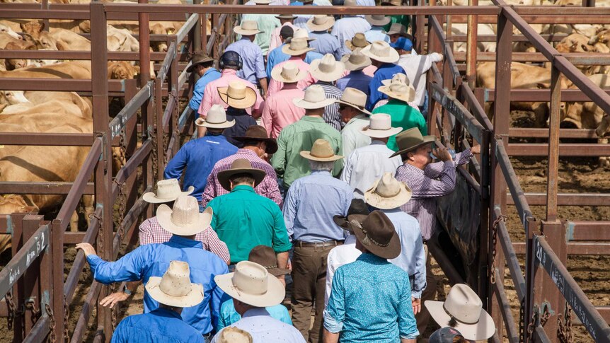 visitors walk through the pens at the Longreach.