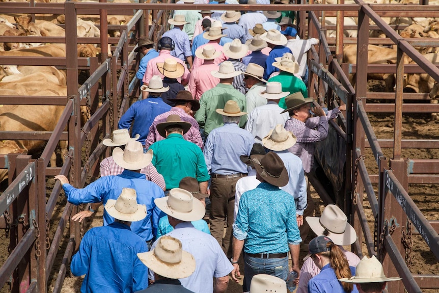 visitors walk through the pens at the Longreach.
