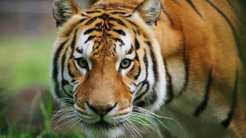 Bengal tiger Bakkar