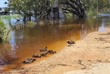 A group of ducks play in the murky water of a swelling river.