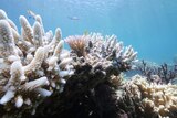 The flat reef at Lizard Island is more vulnerable to bleaching, researchers say