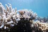 Coral bleached white in shallow waters off Lizard Island in the Great Barrier Reef