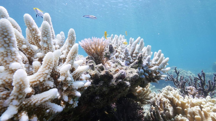 Coral bleached white in shallow waters off Lizard Island in the Great Barrier Reef