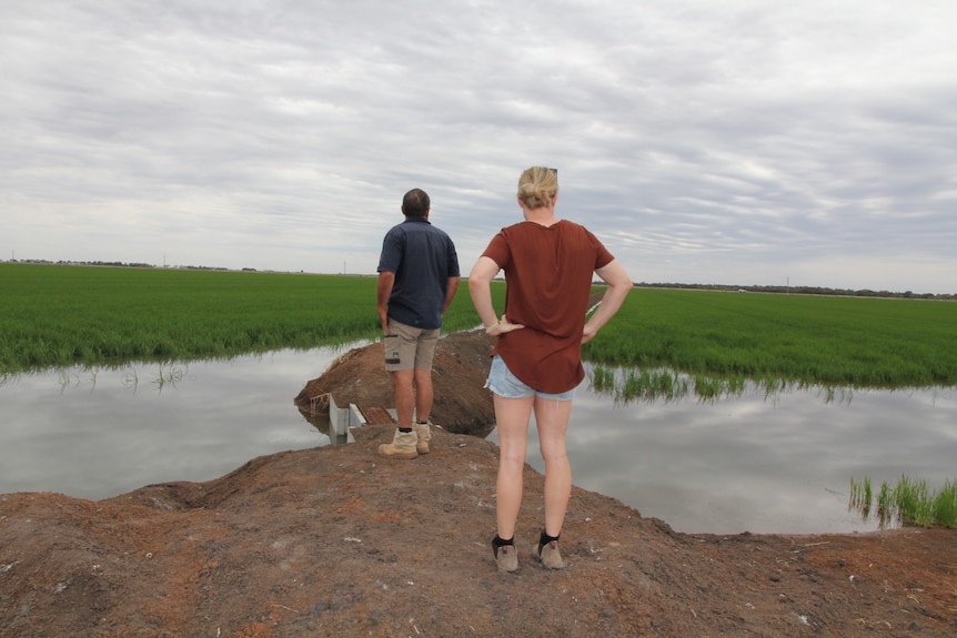 A man and a woman standing on a dirt bank in the middle of a rice paddock flooded with water.