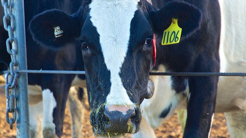 A black and white cow stares at the camera, dried bits of silage are stuck to her nose.