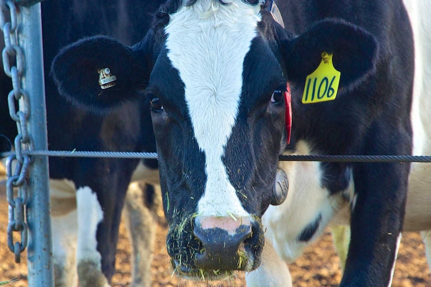 A black and white cow stares at the camera, dried bits of silage are stuck to her nose.