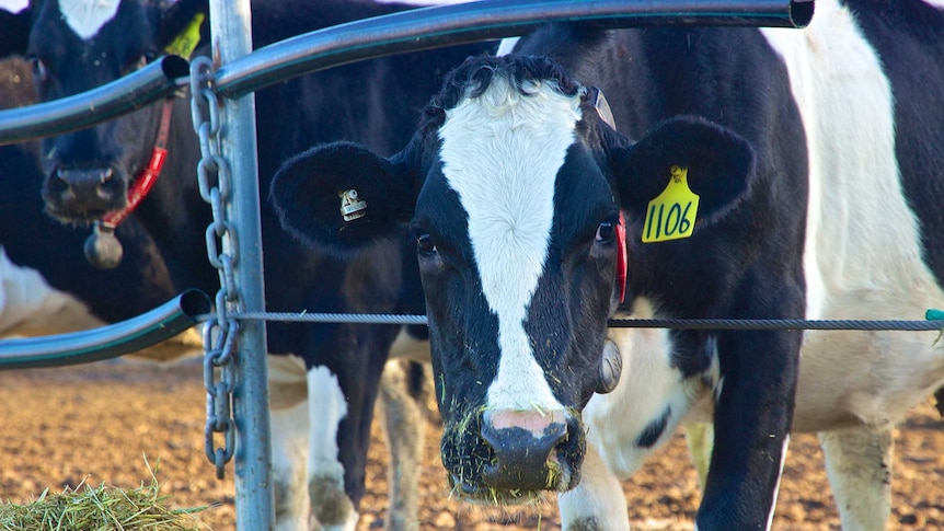 A black and white cow stares at the camera, dried bits of silage are stuck to her nose.