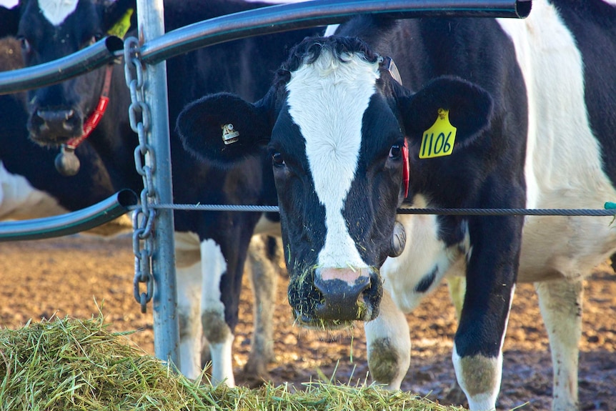 A dairy cow