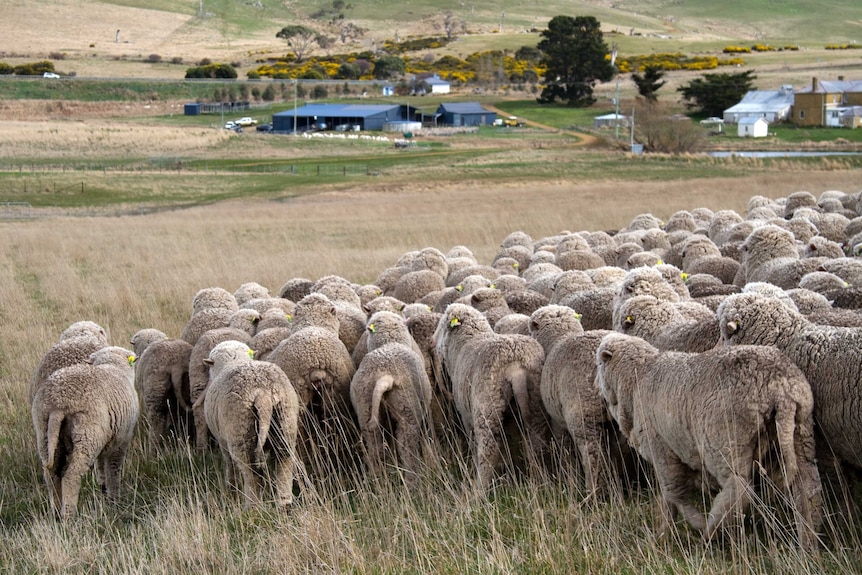 A herd of sheep with long tails wander a rural property