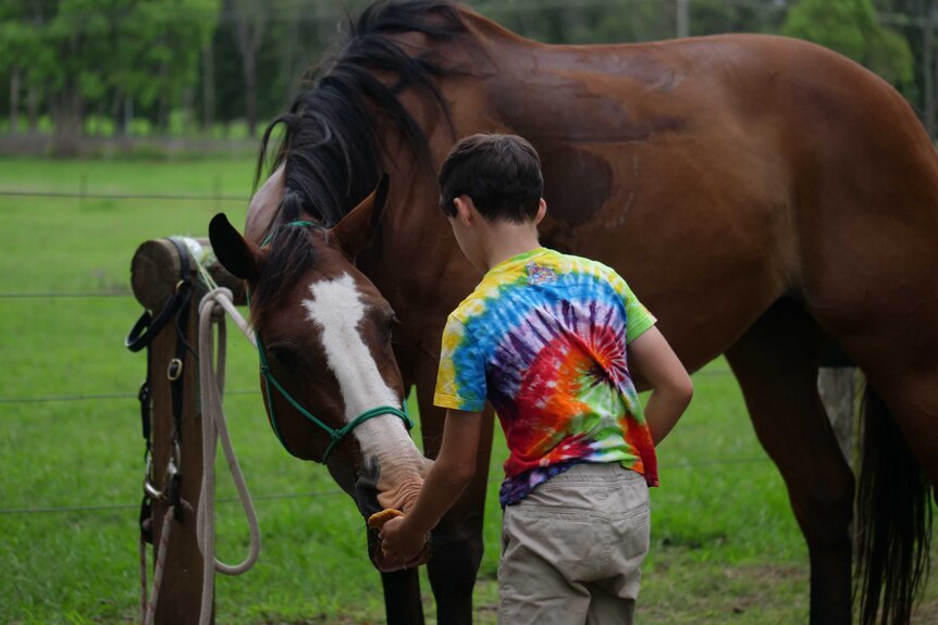 A young boy feeds a horse from his hand.