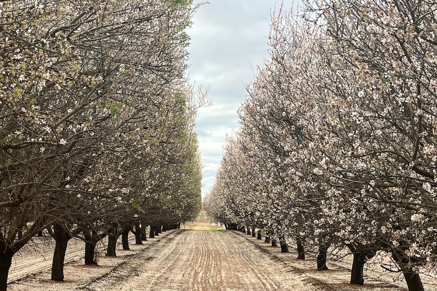 Two rows of almond trees that are blossoming.