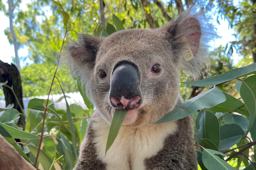 A koala chews on a green eucalyptus leaf.