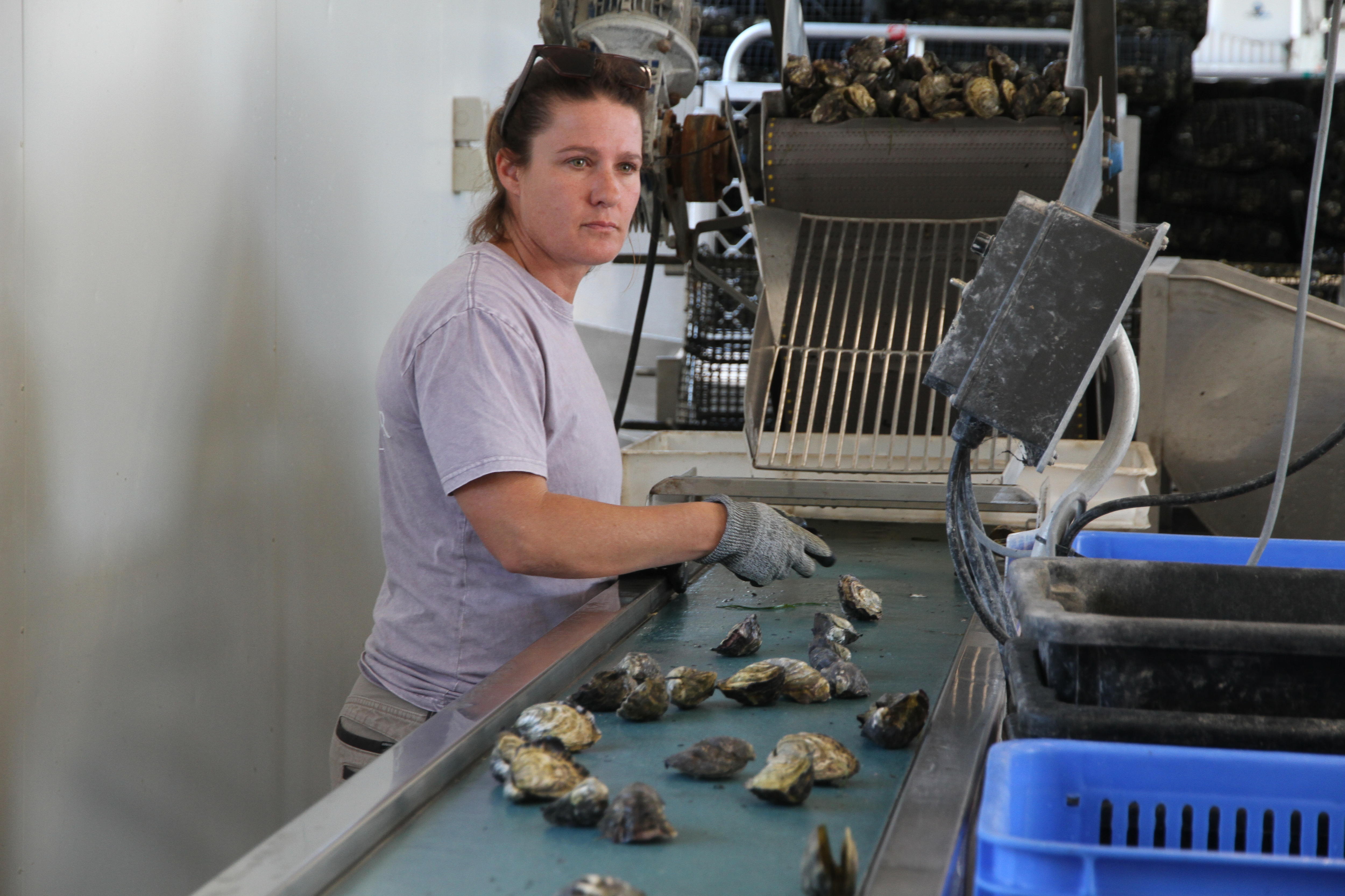 South Australian oyster growers thriving a year on from Vibrio virus