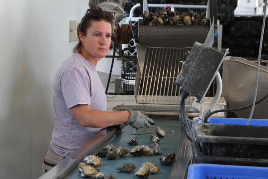 a women sorts through oystes
