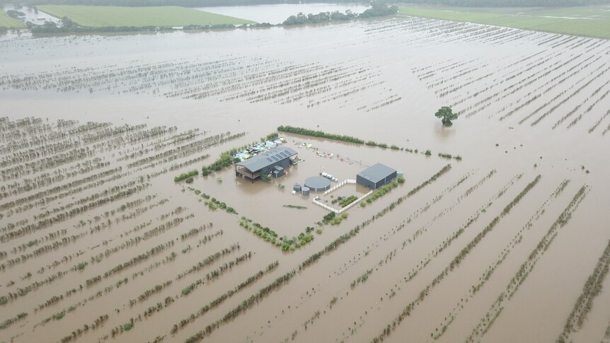 A drone shot of an entire macadamia farm submerged in floodwater.