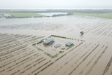 A drone shot of an entire macadamia farm submerged in floodwater.