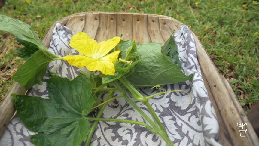 Wooden basket lined with cloth holding leaves and yellow flower