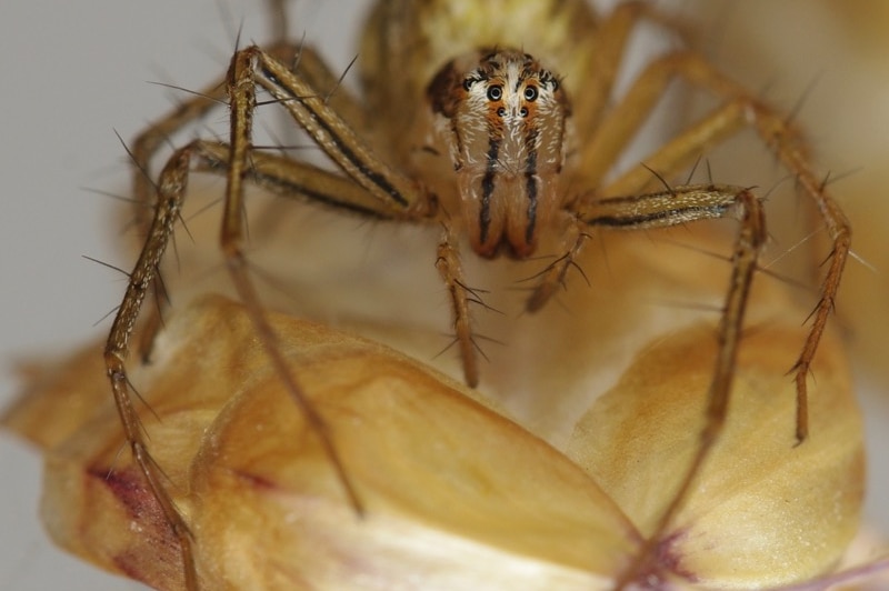 Golden stripey spider with small but prominent eyes perched on a golden flower.