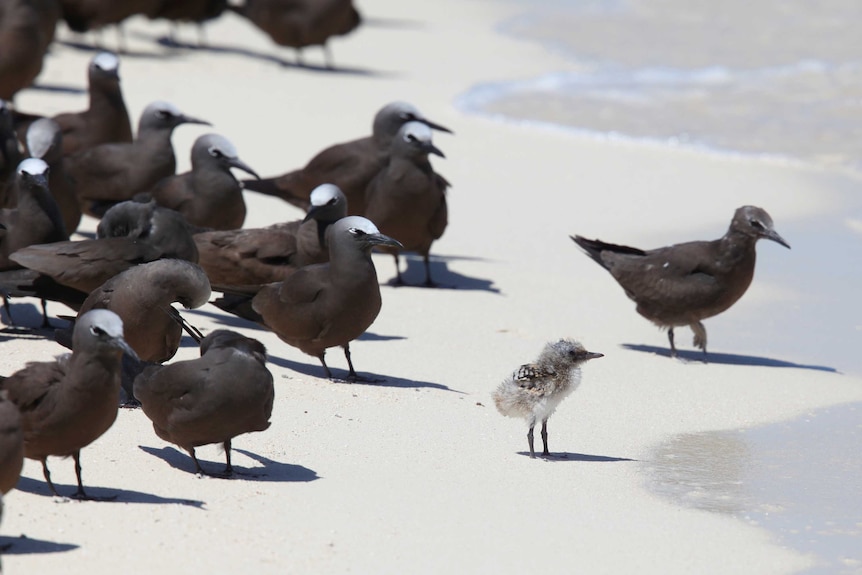 A small fluffy birds stand at the front of adult brown birds