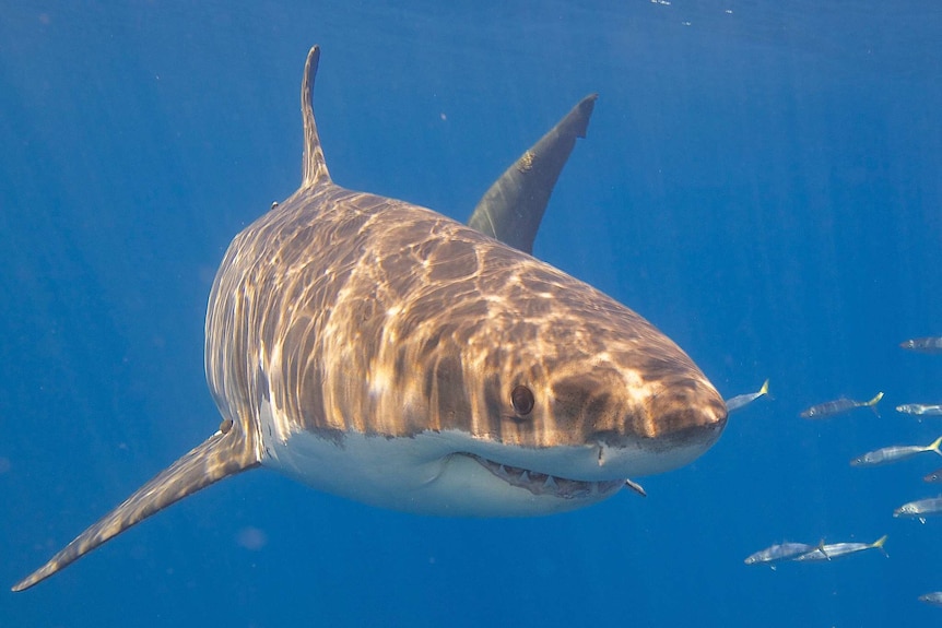 A great white shark swims, flanked by smaller fish.