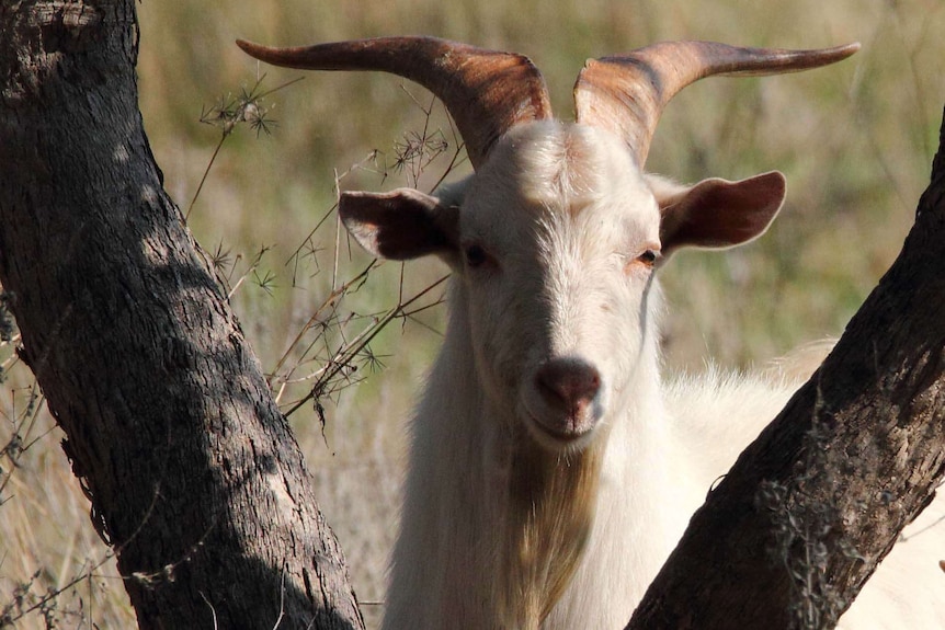 A white goat with big horns looks between two tree trunks.