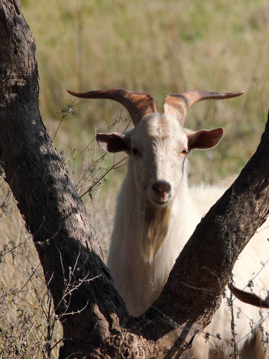 Rangeland goats roam in far west New South Wales