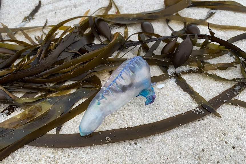 A blue jellyfish washed up on a white beach surrounded by seaweed