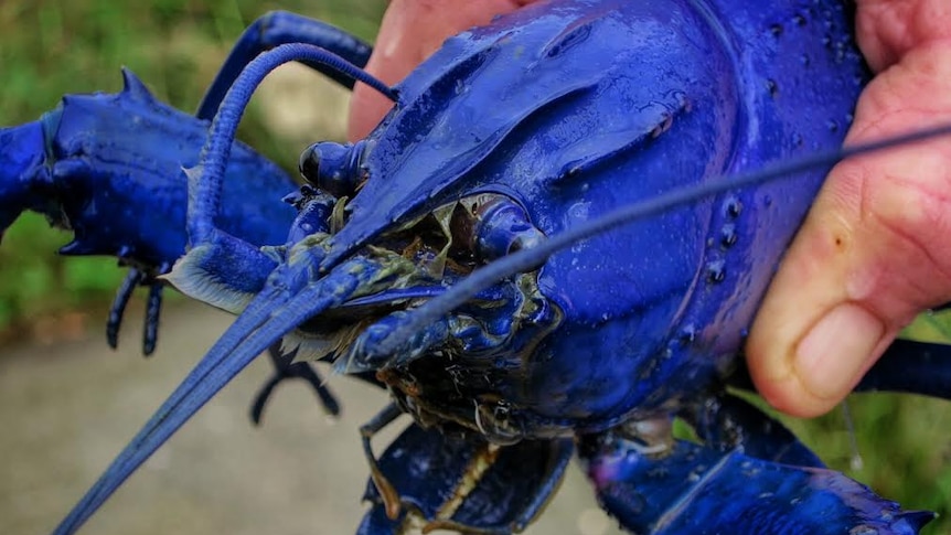 Close up photograph of a blue marron, which is a type of crayfish.
