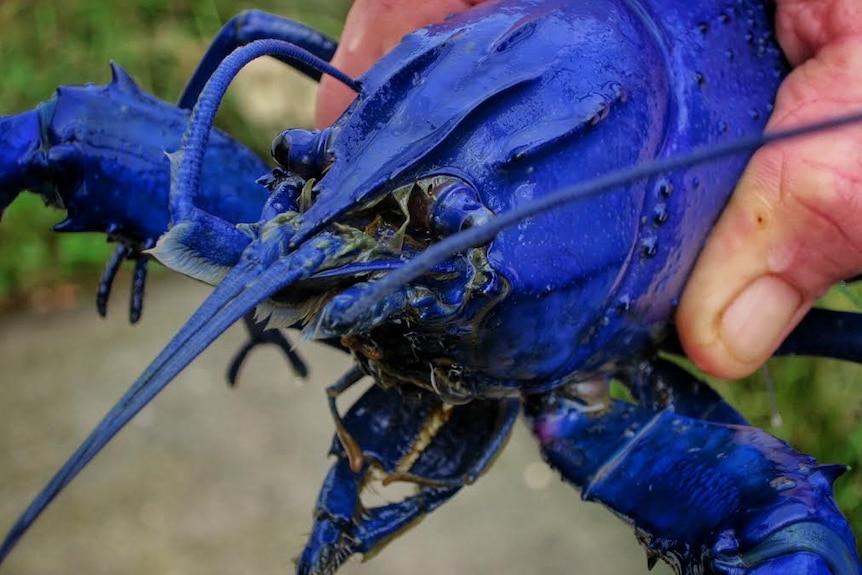 Close up photograph of a blue marron, which is a type of crayfish.