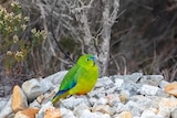 a small green parrot sitting on a pile of white rocks, it has an orange belly