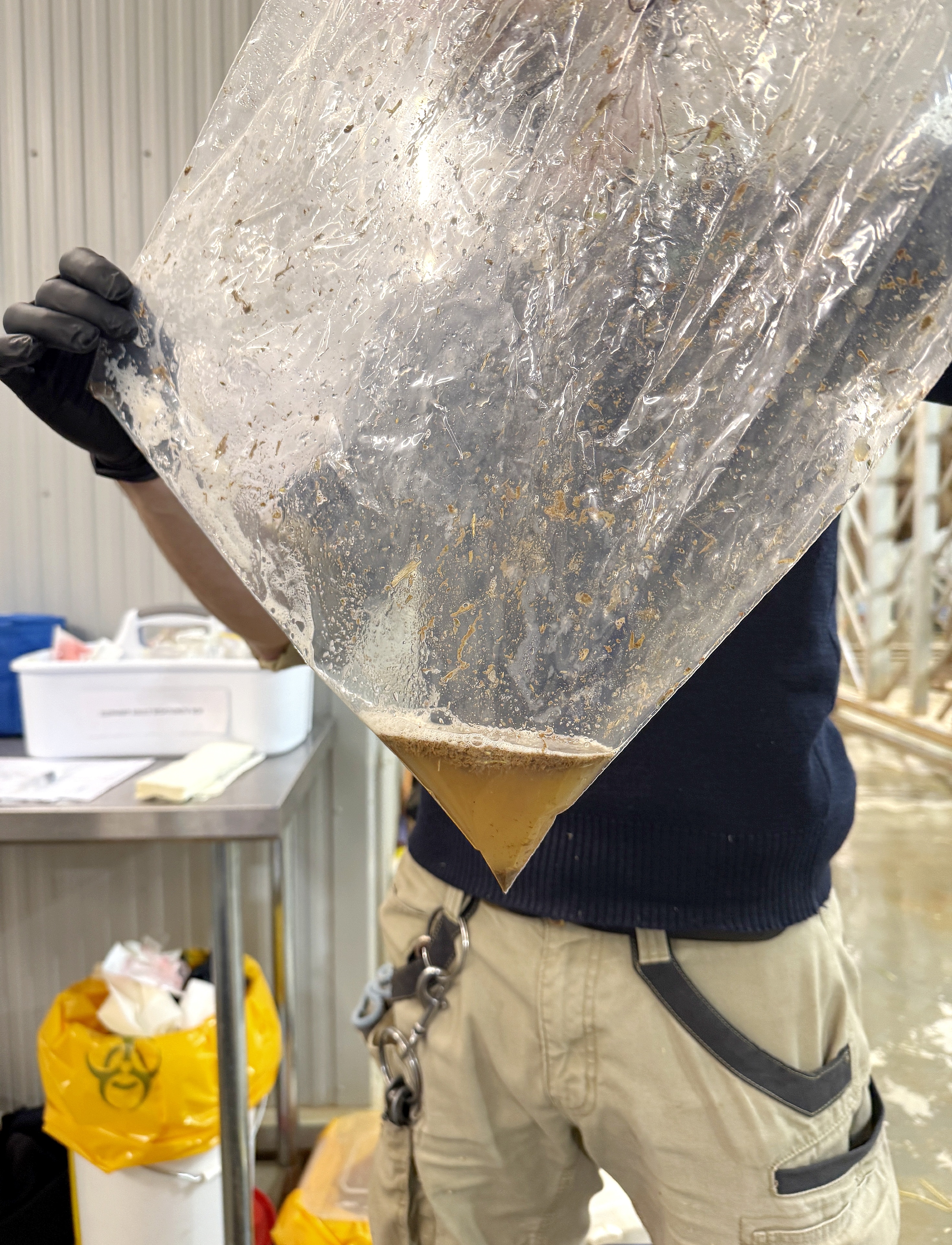 Large plastic bag held up by a zookeeper on an angle with brownish liquid in the bottom corner.