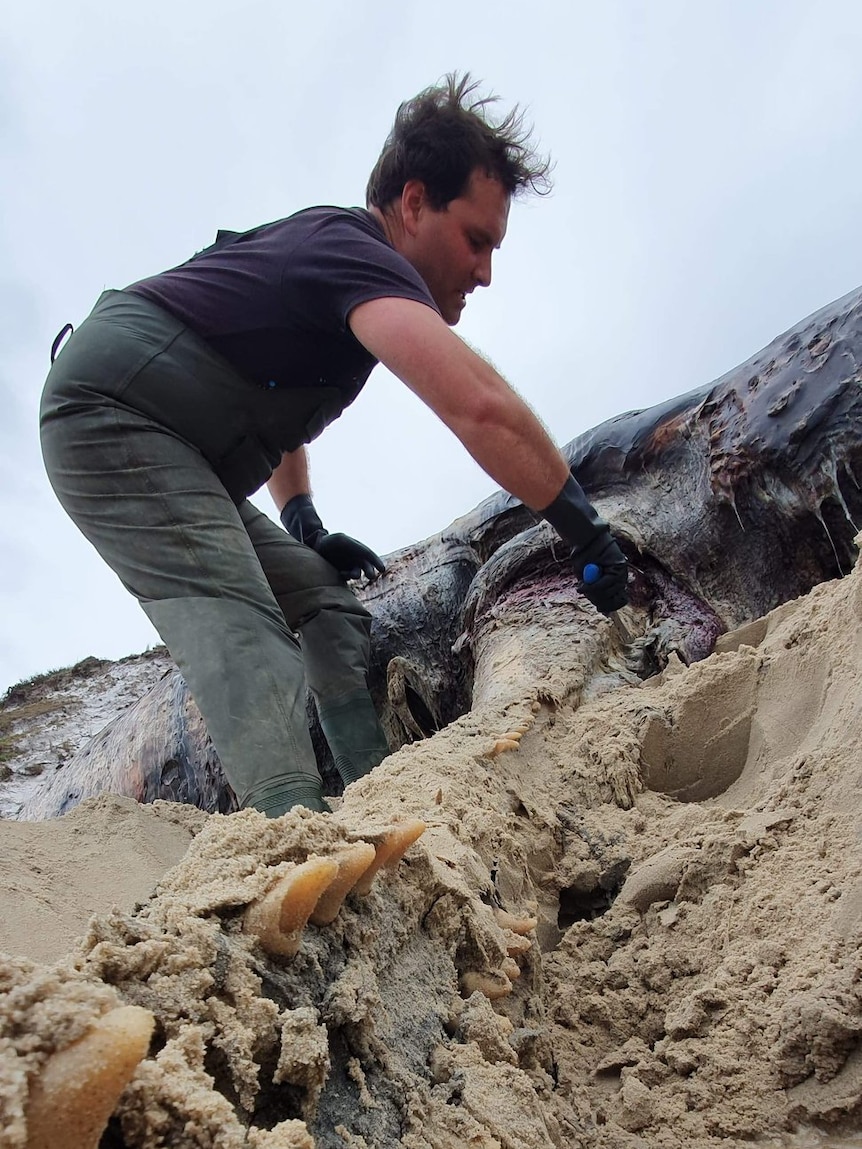 A man knee deep in sand with hands on a whale carcass