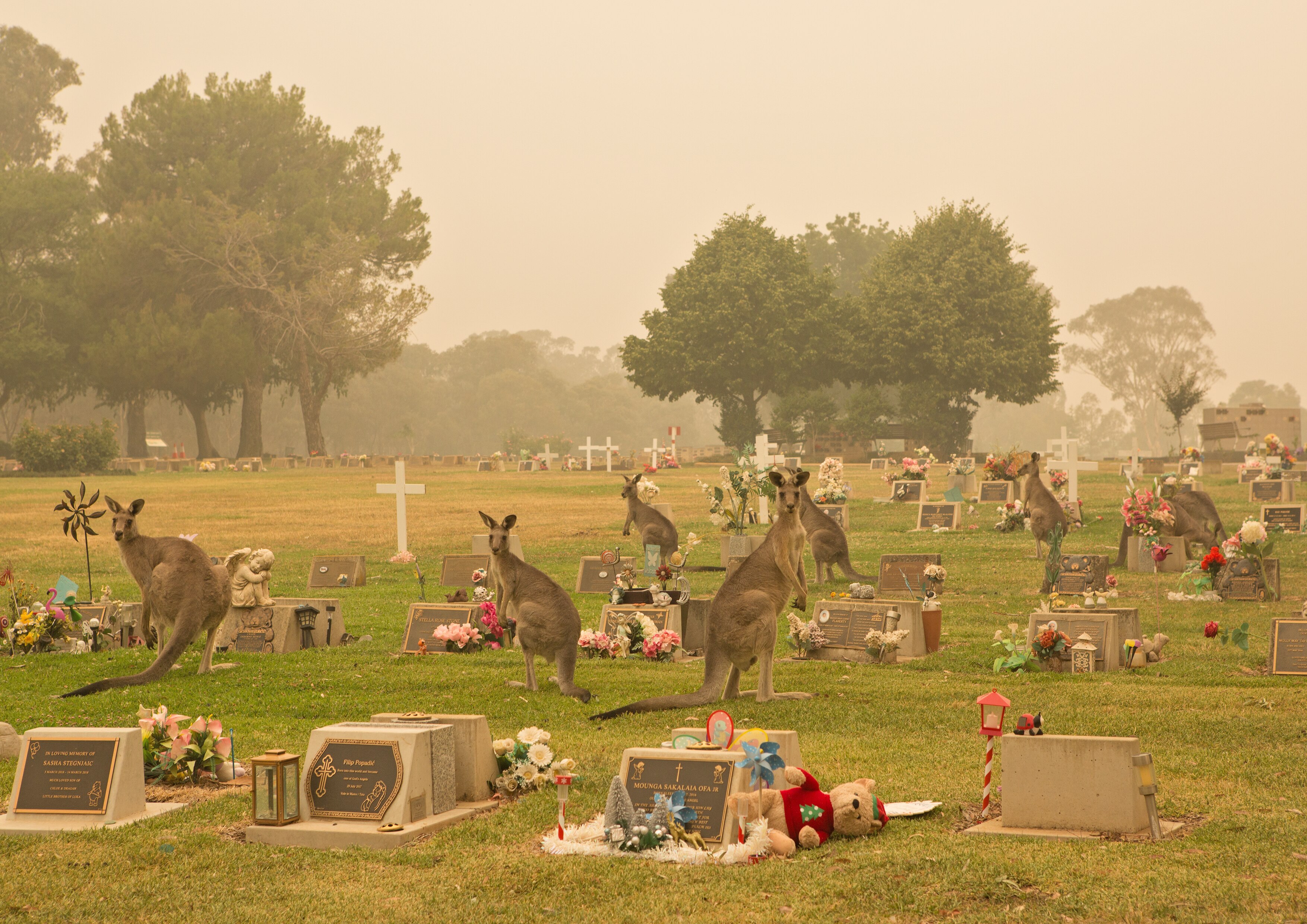 Various kangaroos stand around tombstones surrounded by smoke and eat grass