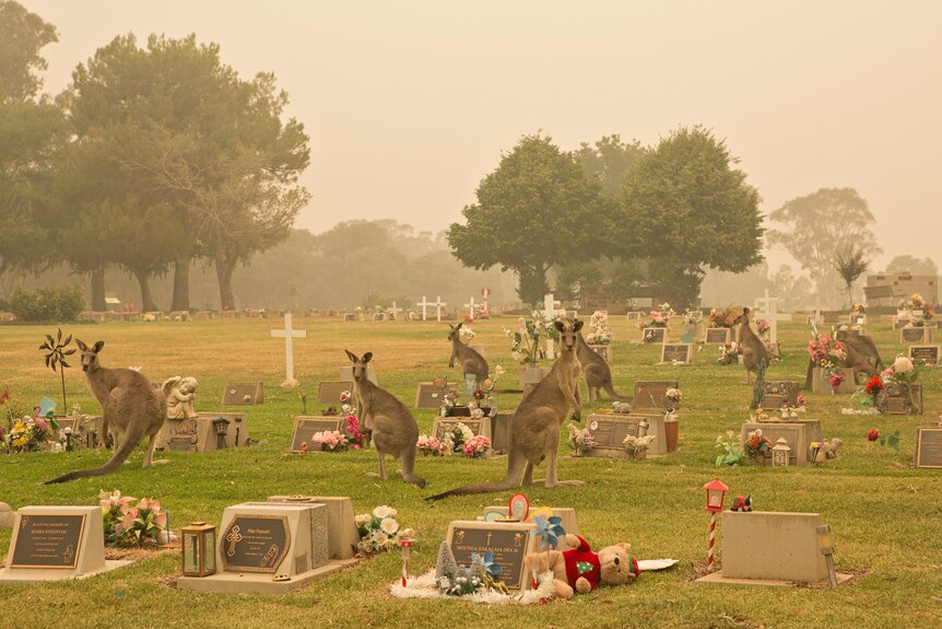 Divers kangourous se tiennent autour de pierres tombales entourées de fumée et mangent de l'herbe